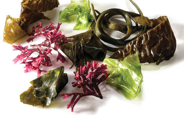 Algues-Japonesos-Superaliments